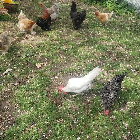 Chaleureuse A La Campagne Rum i privatbostad Marennes (Charente-Maritime)