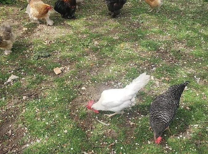 Chaleureuse A La Campagne Kwatera prywatna Marennes (Charente-Maritime)